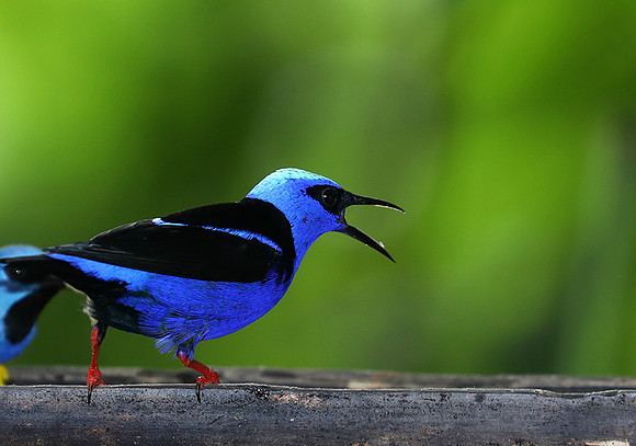 Red-legged honeycreeper - male