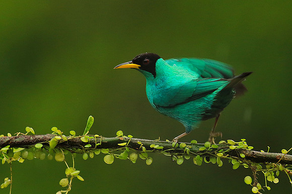 Green honeycreeper - male