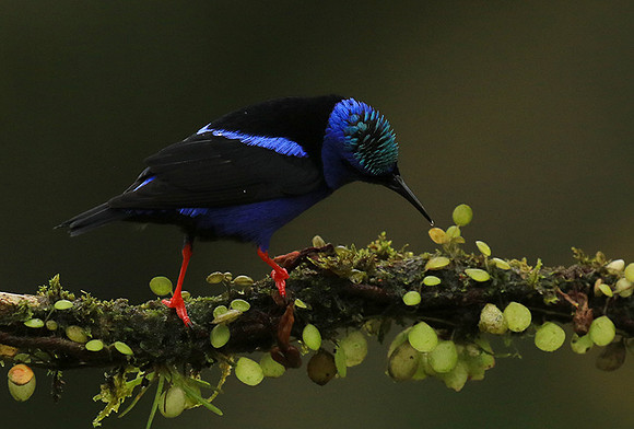 Red-legged honeycreeper - Male