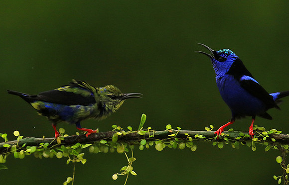 Red-legged honeycreeper - male and immature