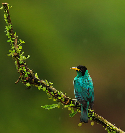 Green honeycreeper - male