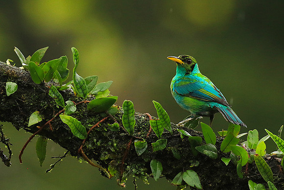 Green honeycreeper - juvenile