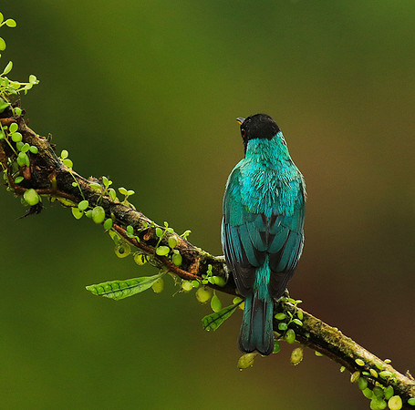 Green honeycreeper - male