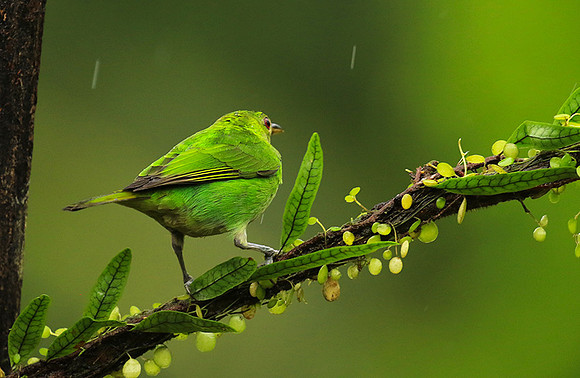 Green honeycreeper - female