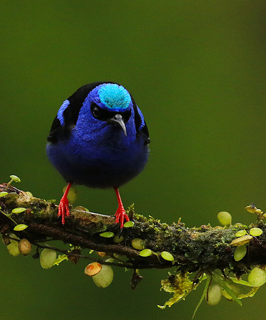 Red-legged honeycreeper - Male