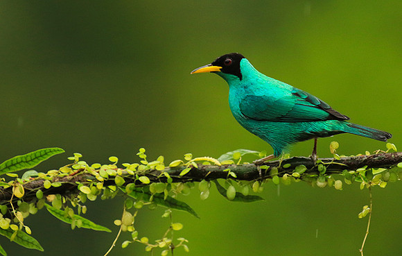 Green honeycreeper - male