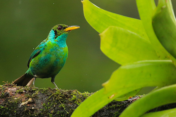 Green honeycreeper - juvenile