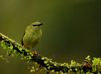 Red-legged honeycreeper - female