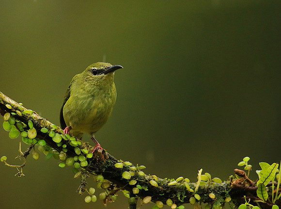 Red-legged honeycreeper - female