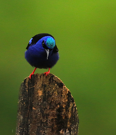 Red-legged honeycreeper - Male