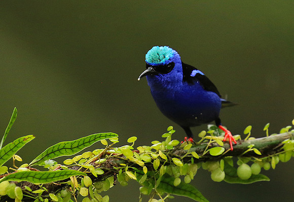 Red-legged honeycreeper - Male