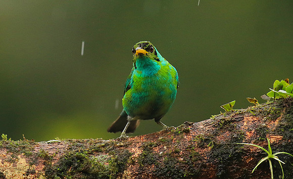 Green honeycreeper - juvenile