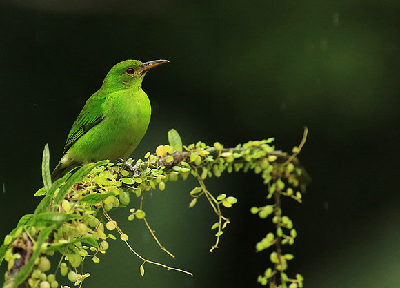 Green Honeycreeper