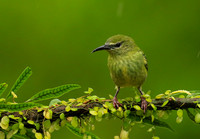 Red-legged honeycreeper - female