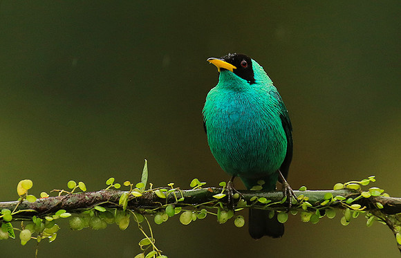 Green honeycreeper - male