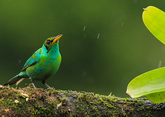 Green honeycreeper - juvenile