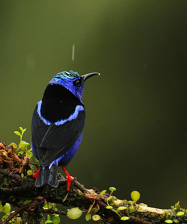 Red-legged honeycreeper - Male