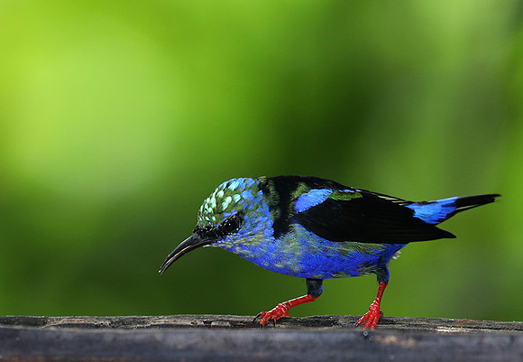 Red-legged honeycreeper - immature male