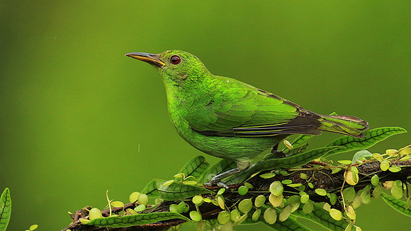 Green Honeycreeper