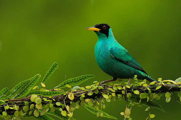 Green honeycreeper - male