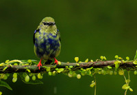Red-legged honeycreeper - immature