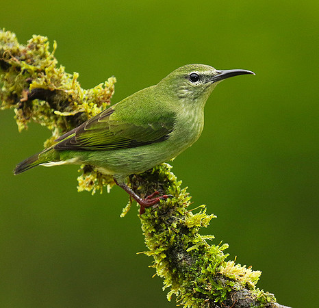 Red-legged honeycreeper - female