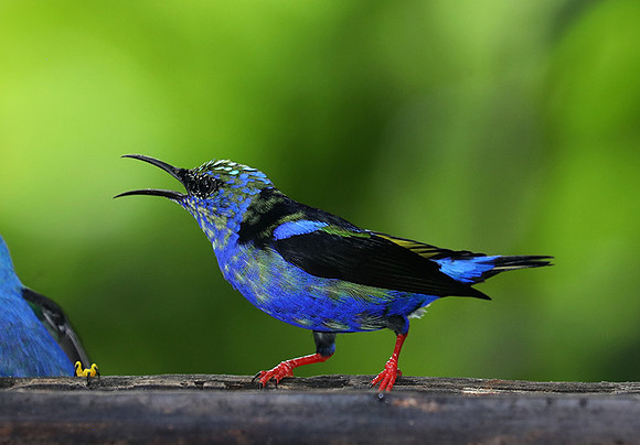 Red-legged honeycreeper - immature male