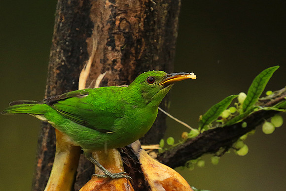 Green honeycreeper - female