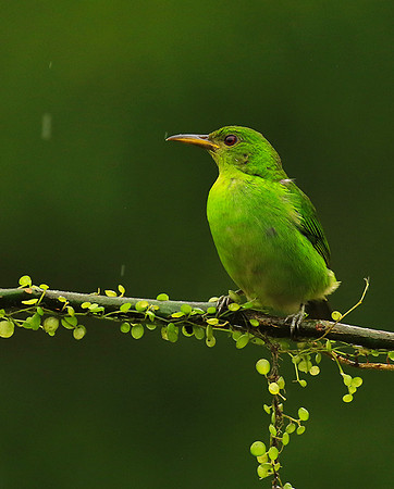 Green honeycreeper - female