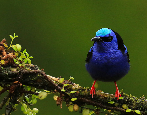 Red-legged honeycreeper - Male