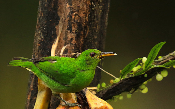 Green honeycreeper - female
