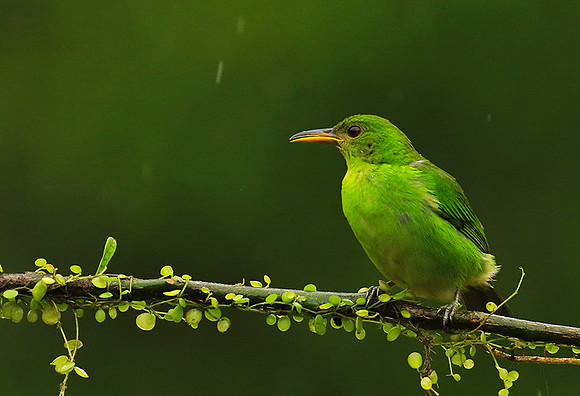Green honeycreeper - female