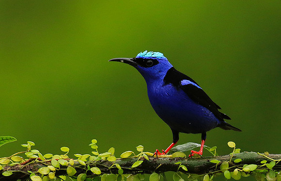 Red-legged honeycreeper - Male