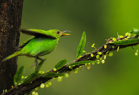 Green honeycreeper - female