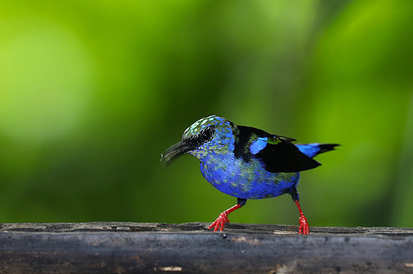 Red-legged honeycreeper - immature