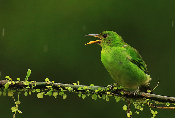 Green Honeycreeper