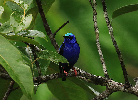 Red-legged honeycreeper - Male