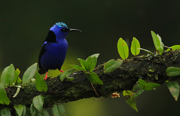 Red-legged honeycreeper - Male