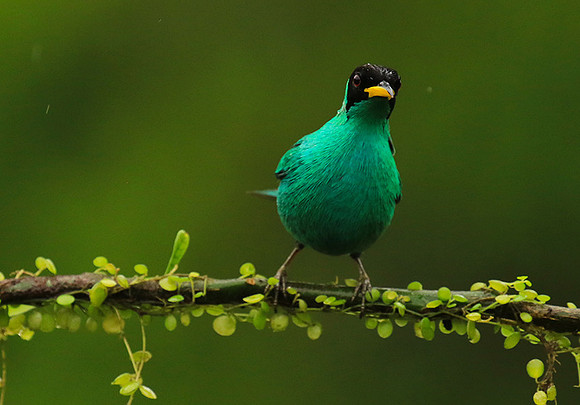 Green honeycreeper - male