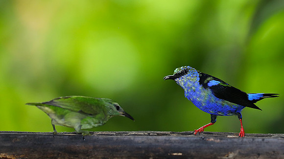 Red-legged honeycreeper - immature