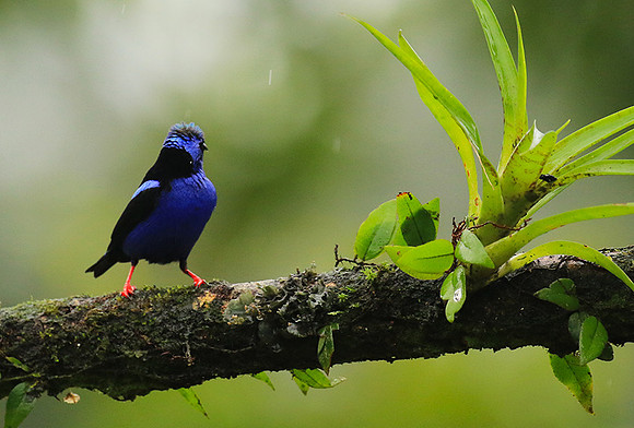 Red-legged honeycreeper - Male