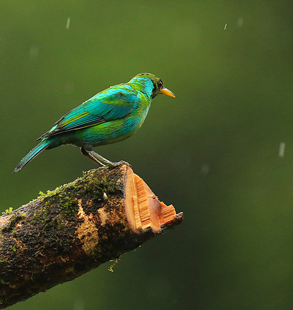 Green honeycreeper - juvenile