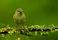 Red-legged honeycreeper - female