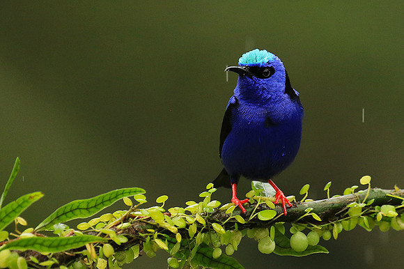 Red-legged honeycreeper - Male