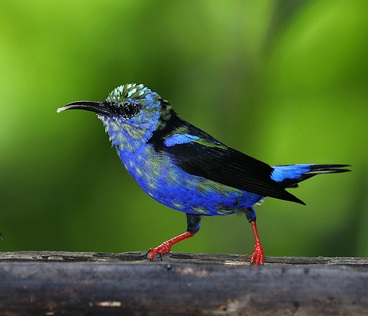 Red-legged honeycreeper - immature male