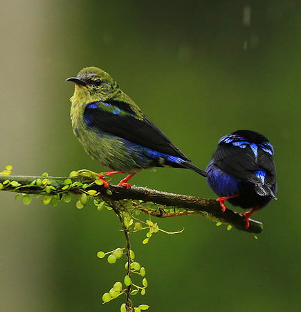 Red-legged honeycreeper - male and immature