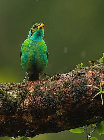 Green honeycreeper - juvenile
