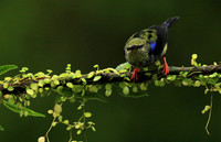 Red-legged honeycreeper - immature