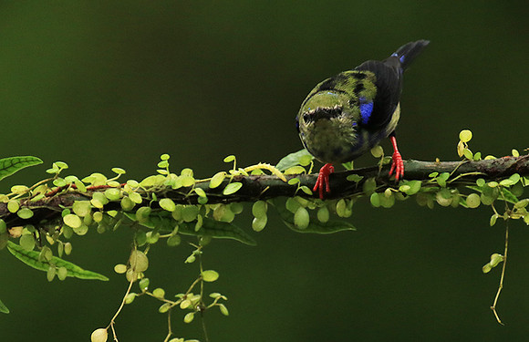 Red-legged honeycreeper - immature
