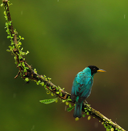 Green honeycreeper - male